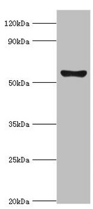 CYP2F / CYP2F1 Antibody - Western blot All lanes: Cytochrome P450 2F1 antibody at 8µg/ml + A549 whole cell lysate Secondary Goat polyclonal to rabbit IgG at 1/10000 dilution Predicted band size: 56, 37 kDa Observed band size: 56 kDa