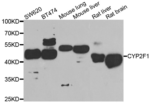 CYP2F / CYP2F1 Antibody - Western blot analysis of extracts of various cell lines.