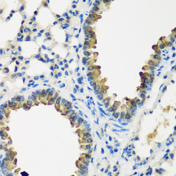 CYP2F / CYP2F1 Antibody - Immunohistochemistry of paraffin-embedded mouse lung tissue.