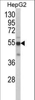 CYP2J2 Antibody - Western blot of CYP2J2 Antibody in HepG2 cell line lysates (35 ug/lane). CYP2J2 (arrow) was detected using the purified antibody.