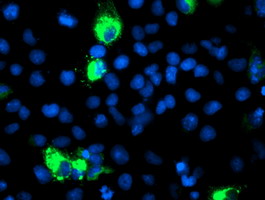 CYP2J2 Antibody - Anti-CYP2J2 mouse monoclonal antibody immunofluorescent staining of COS7 cells transiently transfected by pCMV6-ENTRY CYP2J2.