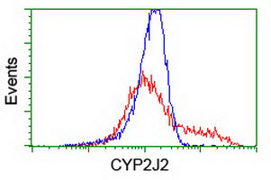 CYP2J2 Antibody - HEK293T cells transfected with either overexpress plasmid (Red) or empty vector control plasmid (Blue) were immunostained by anti-CYP2J2 antibody, and then analyzed by flow cytometry.