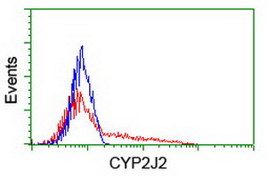 CYP2J2 Antibody - HEK293T cells transfected with either overexpress plasmid (Red) or empty vector control plasmid (Blue) were immunostained by anti-CYP2J2 antibody, and then analyzed by flow cytometry.