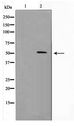 CYP2J2 Antibody - Western blot of HT29 cell lysate using Cytochrome P450 2J2 Antibody