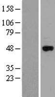 CYP2J2 Protein - Western validation with an anti-DDK antibody * L: Control HEK293 lysate R: Over-expression lysate