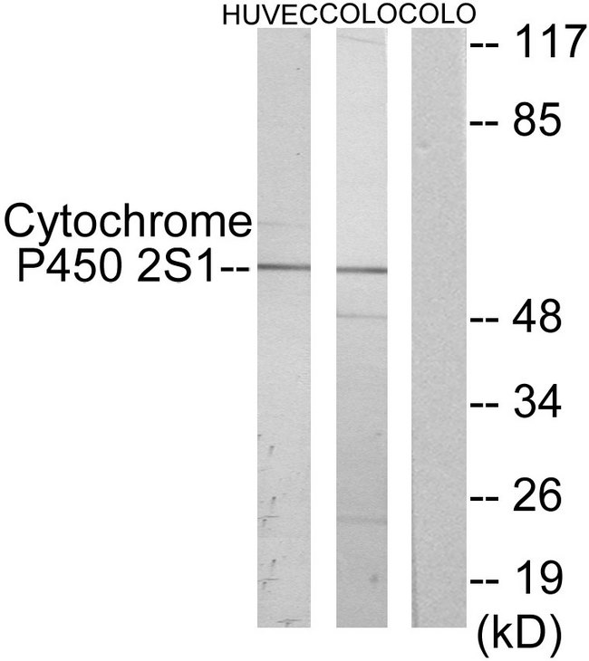 CYP2S1 Antibody - Western blot analysis of lysates from HUVEC and COLO cells, using Cytochrome P450 2S1 Antibody. The lane on the right is blocked with the synthesized peptide.