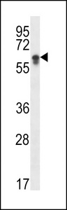 CYP2S1 Antibody - CYP2S1 Antibody western blot of HepG2 cell line lysates (35 ug/lane). The CYP2S1 antibody detected the CYP2S1 protein (arrow).