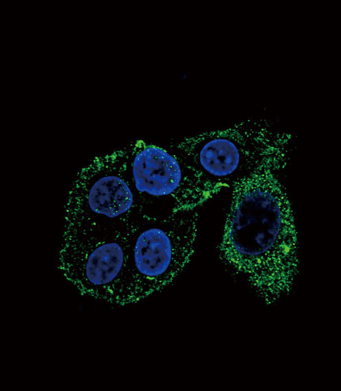 CYP2S1 Antibody - Confocal immunofluorescence of CYP2S1 Antibody with HepG2 cell followed by Alexa Fluor 488-conjugated goat anti-rabbit lgG (green). DAPI was used to stain the cell nuclear (blue).
