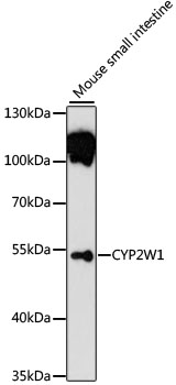 CYP2W1 Antibody - Western blot analysis of extracts of mouse small intestine, using CYP2W1 antibody at 1:1000 dilution. The secondary antibody used was an HRP Goat Anti-Rabbit IgG (H+L) at 1:10000 dilution. Lysates were loaded 25ug per lane and 3% nonfat dry milk in TBST was used for blocking. An ECL Kit was used for detection and the exposure time was 90s.