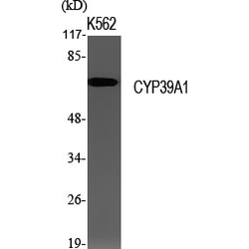 CYP39A1 Antibody - Western blot of CYP39A1 antibody