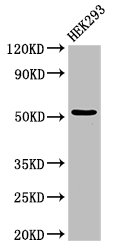 CYP39A1 Antibody - Western Blot Positive WB detected in: HEK293 whole cell lysate All lanes: CYP39A1 antibody at 3µg/ml Secondary Goat polyclonal to rabbit IgG at 1/50000 dilution Predicted band size: 55 kDa Observed band size: 55 kDa