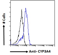 CYP3A4 / Cytochrome P450 3A4 Antibody - Goat Anti-CYP3A4 Antibody Flow cytometric analysis of paraformaldehyde fixed HepG2 cells (blue line), permeabilized with 0.5% Triton. Primary incubation 1hr (10ug/ml) followed by Alexa Fluor 488 secondary antibody (1ug/ml). IgG control: Unimmunized goat IgG (black line) followed by Alexa Fluor 488 secondary antibody.
