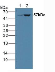 CYP3A4 / Cytochrome P450 3A4 Antibody - Western Blot; Sample: Lane1: Porcine Liver Tissue; Lane2: Rat Liver Tissue.