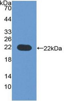 CYP3A4 / Cytochrome P450 3A4 Antibody - Western Blot; Sample: Recombinant CYP3A4, Human.
