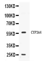 CYP3A4 / Cytochrome P450 3A4 Antibody - Western blot analysis of CYP3A4 expression in HELA whole cell lysates. CYP3A4 at 57KD was detected using rabbit anti-CYP3A4 Antigen Affinity purified polyclonal antibody at 0.5 ug/ml. The blot was developed using chemiluminescence (ECL) method.