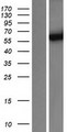 CYP3A4 / Cytochrome P450 3A4 Protein - Western validation with an anti-DDK antibody * L: Control HEK293 lysate R: Over-expression lysate