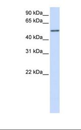 CYP3A43 Antibody - Fetal brain lysate. Antibody concentration: 1.0 ug/ml. Gel concentration: 12%.  This image was taken for the unconjugated form of this product. Other forms have not been tested.