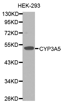 CYP3A5 Antibody - Western blot analysis of extracts of 293 cells, using CYP3A5 antibody. The secondary antibody used was an HRP Goat Anti-Rabbit IgG (H+L) at 1:10000 dilution. Lysates were loaded 25ug per lane and 3% nonfat dry milk in TBST was used for blocking.