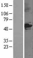 CYP3A5 Protein - Western validation with an anti-DDK antibody * L: Control HEK293 lysate R: Over-expression lysate
