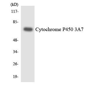 CYP3A7 Antibody - Western blot analysis of the lysates from K562 cells using Cytochrome P450 3A7 antibody.
