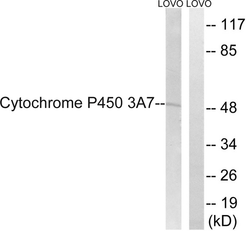 CYP3A7 Antibody - Western blot analysis of lysates from LOVO cells, using Cytochrome P450 3A7 Antibody. The lane on the right is blocked with the synthesized peptide.