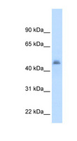 CYP3A7 Antibody - CYP3A7 antibody ARP41801_T100-NP_000756-CYP3A7(cytochrome P450, family 3, subfamily A, polypeptide 7) Antibody Western blot of Fetal Liver lysate.  This image was taken for the unconjugated form of this product. Other forms have not been tested.