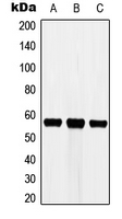 CYP3A7 Antibody - Western blot analysis of Cytochrome P450 3A7 expression in HEK293T (A); Raw264.7 (B); PC12 (C) whole cell lysates.