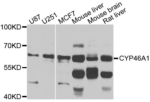 CYP46A1 / CYP46 Antibody - Western blot analysis of extracts of various cells.