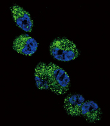 CYP4A11 Antibody - Confocal immunofluorescence of CYP4A11 (4A22) Antibody with NCI-H460 cell followed by Alexa Fluor 488-conjugated goat anti-rabbit lgG (green). DAPI was used to stain the cell nuclear (blue).
