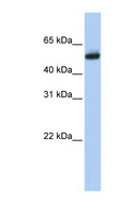 CYP4B1 Antibody - CYP4B1 antibody Western blot of Fetal Brain lysate. This image was taken for the unconjugated form of this product. Other forms have not been tested.