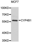 CYP4B1 Antibody - Western blot analysis of extracts of MCF7 cell lines.