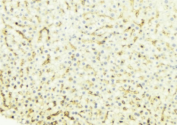 CYP4B1 Antibody - 1:100 staining mouse liver tissue by IHC-P. The sample was formaldehyde fixed and a heat mediated antigen retrieval step in citrate buffer was performed. The sample was then blocked and incubated with the antibody for 1.5 hours at 22°C. An HRP conjugated goat anti-rabbit antibody was used as the secondary.