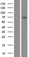 CYP4B1 Protein - Western validation with an anti-DDK antibody * L: Control HEK293 lysate R: Over-expression lysate