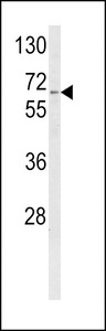 CYP4F3 Antibody - Western blot of CYP4F3 Antibody in K562 cell line lysates (35 ug/lane). CYP4F3 (arrow) was detected using the purified antibody.