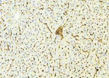 CYP4V2 Antibody - 1:100 staining mouse liver tissue by IHC-P. The sample was formaldehyde fixed and a heat mediated antigen retrieval step in citrate buffer was performed. The sample was then blocked and incubated with the antibody for 1.5 hours at 22°C. An HRP conjugated goat anti-rabbit antibody was used as the secondary.