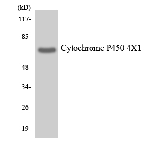 CYP4X1 Antibody - Western blot analysis of the lysates from HeLa cells using Cytochrome P450 4X1 antibody.