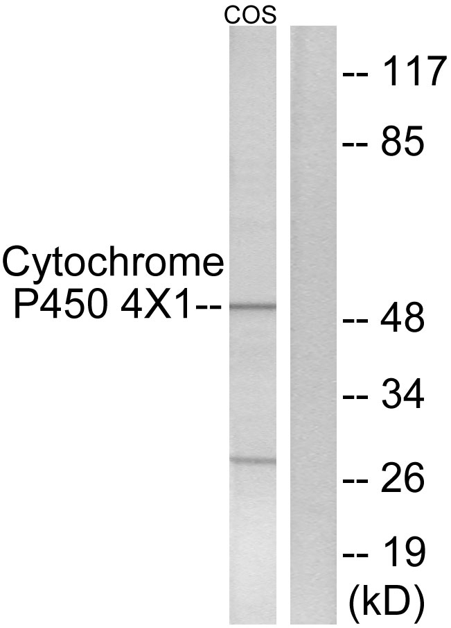 CYP4X1 Antibody - Western blot analysis of lysates from COS7 cells, using Cytochrome P450 4X1 Antibody. The lane on the right is blocked with the synthesized peptide.