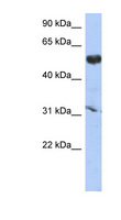 CYP4X1 Antibody - CYP4X1 antibody Western blot of PANC1 cell lysate. This image was taken for the unconjugated form of this product. Other forms have not been tested.
