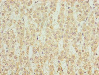 CYP4X1 Antibody - Immunohistochemistry of paraffin-embedded human adrenal gland tissue using CYP4X1 Antibody at dilution of 1:100