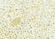 CYP4X1 Antibody - 1:100 staining mouse liver tissue by IHC-P. The sample was formaldehyde fixed and a heat mediated antigen retrieval step in citrate buffer was performed. The sample was then blocked and incubated with the antibody for 1.5 hours at 22°C. An HRP conjugated goat anti-rabbit antibody was used as the secondary.