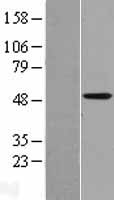 CYP4X1 Protein - Western validation with an anti-DDK antibody * L: Control HEK293 lysate R: Over-expression lysate