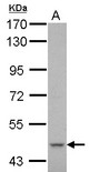 CYP51A1 / CYP51 Antibody - Sample (30 ug of whole cell lysate) A: THP-1 7.5% SDS PAGE CYP51A1 antibody diluted at 1:1000