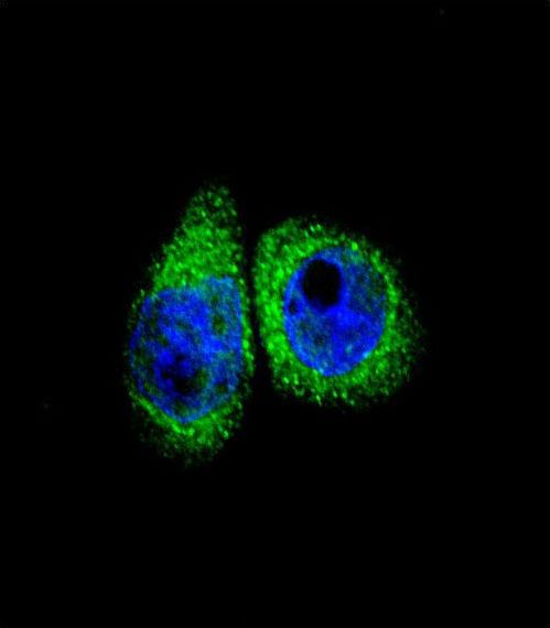 CYP7B1 Antibody - Confocal immunofluorescence of CYP7B1 Antibody with HeLa cell followed by Alexa Fluor 488-conjugated goat anti-rabbit lgG (green). DAPI was used to stain the cell nuclear (blue).