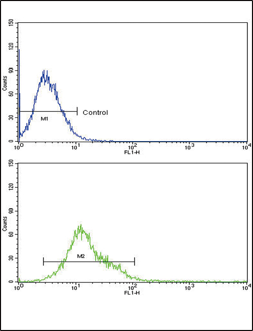 CYP8B1 Antibody - CYP8B1 Antibody flow cytometry of k562 cells (bottom histogram) compared to a negative control cell (top histogram). FITC-conjugated goat-anti-rabbit secondary antibodies were used for the analysis.