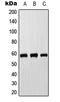 CYP8B1 Antibody - Western blot analysis of Cytochrome P450 8B1 expression in HEK293T (A); Raw264.7 (B); H9C2 (C) whole cell lysates.