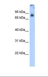 CYPOR / POR Antibody - Transfected 293T cell lysate. Antibody concentration: 2.5 ug/ml. Gel concentration: 12%.  This image was taken for the unconjugated form of this product. Other forms have not been tested.