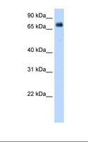 CYPOR / POR Antibody - Transfected 293T cell lysate. Antibody concentration: 0.25 ug/ml. Gel concentration: 12%.  This image was taken for the unconjugated form of this product. Other forms have not been tested.