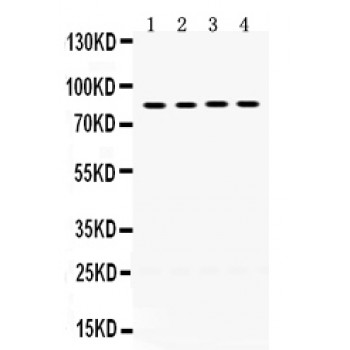 CYPOR / POR Antibody - POR antibody Western blot. All lanes: Anti POR at 0.5 ug/ml. Lane 1: Rat Liver Tissue Lysate at 50 ug. Lane 2: Human Placenta Tissue Lysate at 50 ug. Lane 3: HEPG2 Whole Cell Lysate at 40 ug. Lane 4: HEPA Whole Cell Lysate at 40 ug. Predicted band size: 85 kD. Observed band size: 85 kD.