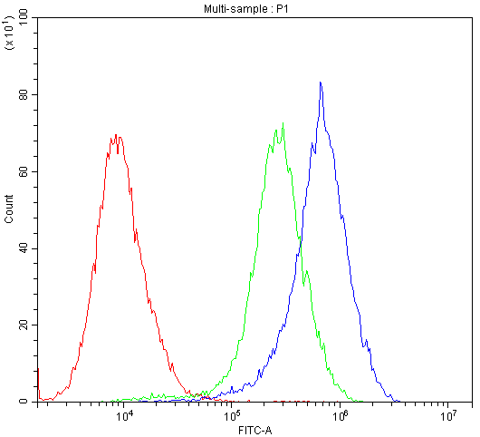 CYPOR / POR Antibody - Flow Cytometry analysis of SiHa cells using anti-POR antibody. Overlay histogram showing SiHa cells stained with anti-POR antibody (Blue line). The cells were blocked with 10% normal goat serum. And then incubated with rabbit anti-POR Antibody (1µg/10E6 cells) for 30 min at 20°C. DyLight®488 conjugated goat anti-rabbit IgG (5-10µg/10E6 cells) was used as secondary antibody for 30 minutes at 20°C. Isotype control antibody (Green line) was rabbit IgG (1µg/10E6 cells) used under the same conditions. Unlabelled sample (Red line) was also used as a control.