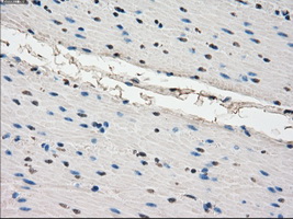 CYPOR / POR Antibody - Immunohistochemical staining of paraffin-embedded colon tissue using anti-POR mouse monoclonal antibody. (Dilution 1:50).